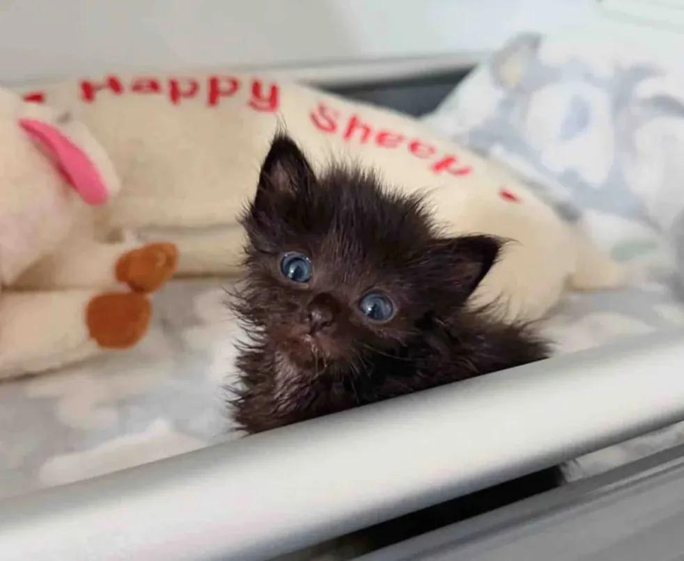 女子用10个不眠夜救下一只黑色的小奶猫