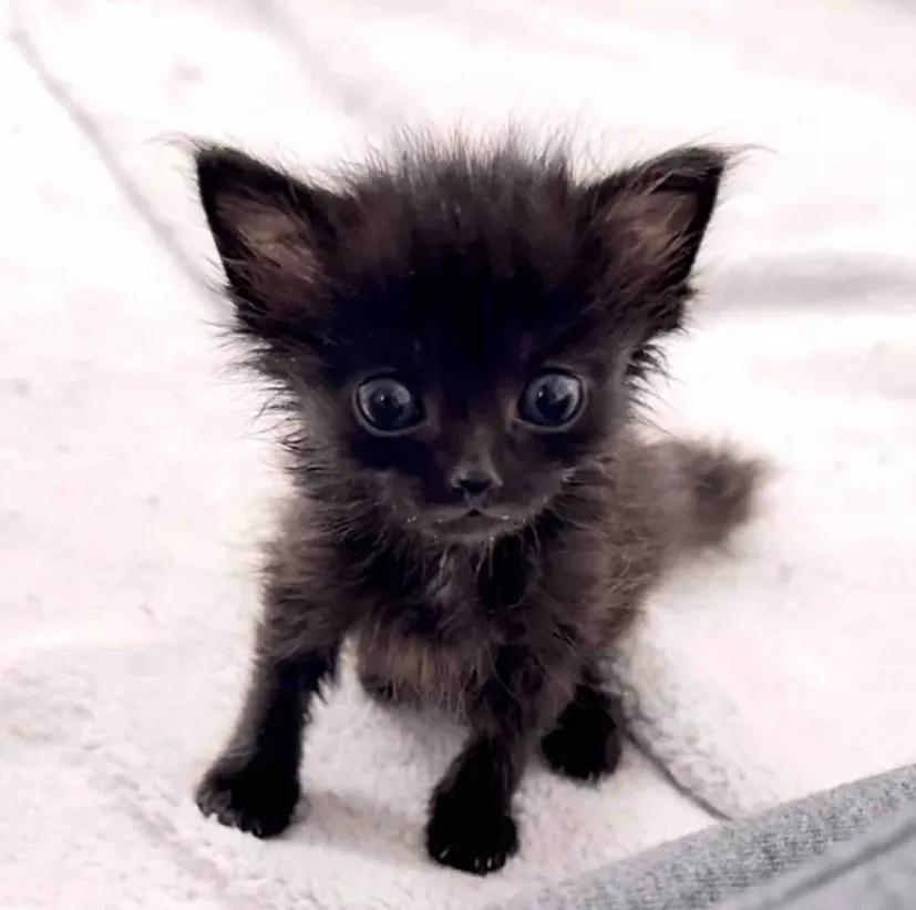 女子用10个不眠夜救下一只黑色的小奶猫