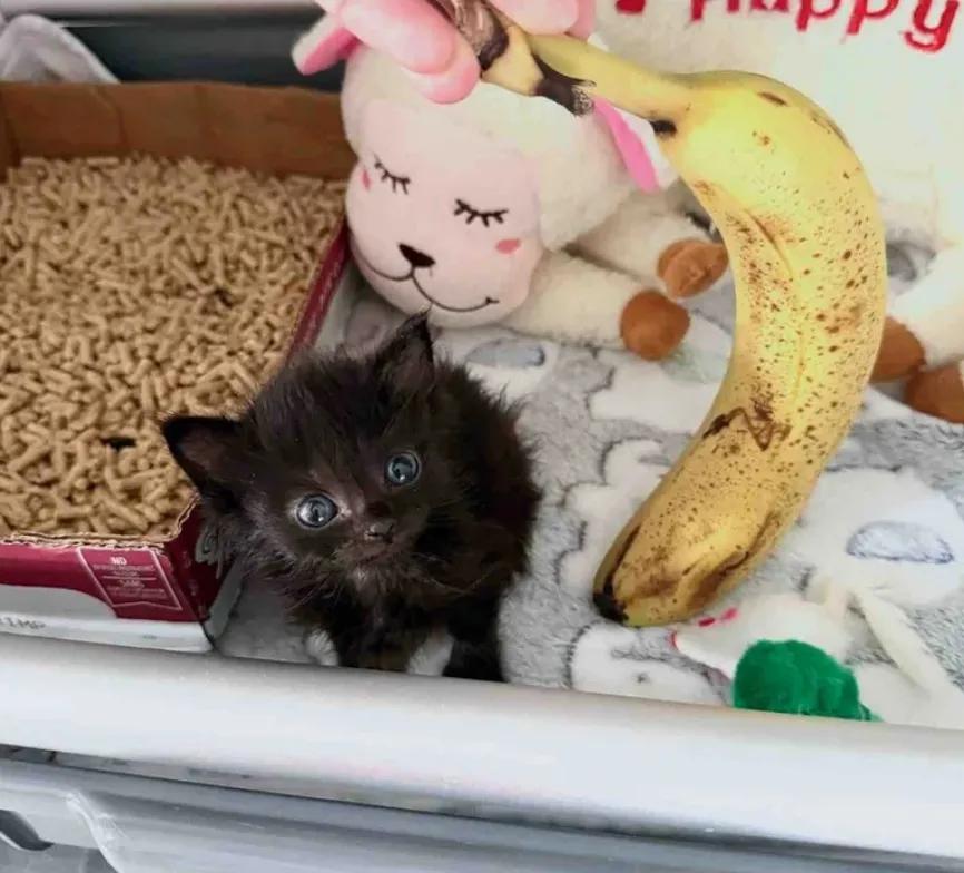 女子用10个不眠夜救下一只黑色的小奶猫