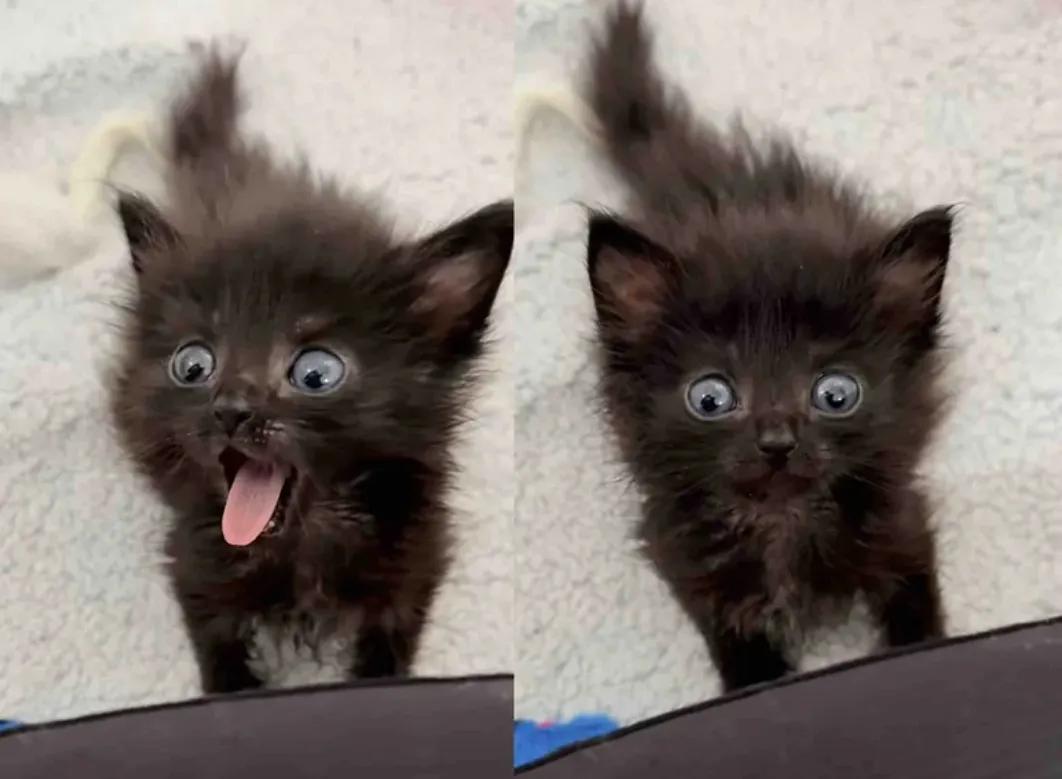 女子用10个不眠夜救下一只黑色的小奶猫