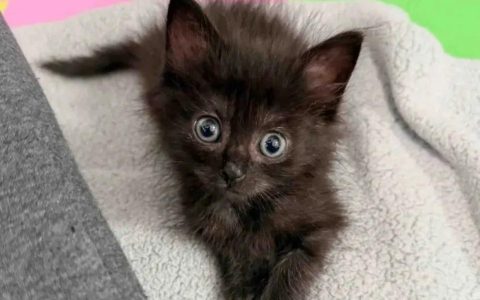 怎么看猫咪身上有没有跳蚤和虱子？