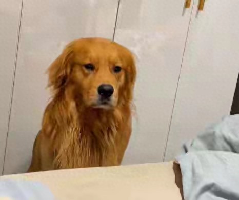 为什么主人一睡醒，狗狗就知道？原因让人惊讶！