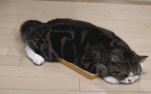 猫咪怎么通过尾巴表达想法？9种猫咪尾巴语言解读