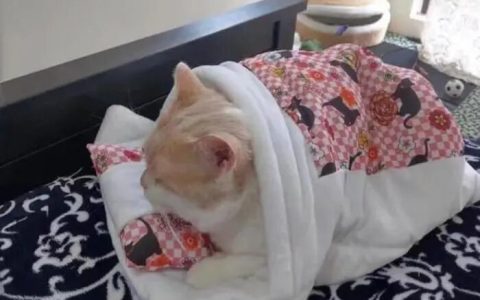 降温后应该怎么养护猫咪呢？（冬天猫咪养护指南）