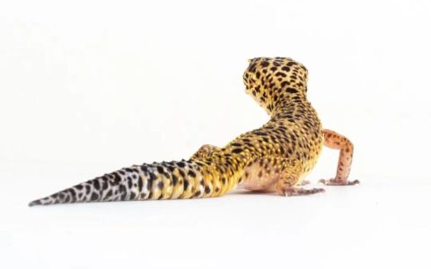 豹纹守宫幼体为什么会变色？（豹纹守宫幼体的变色之谜）