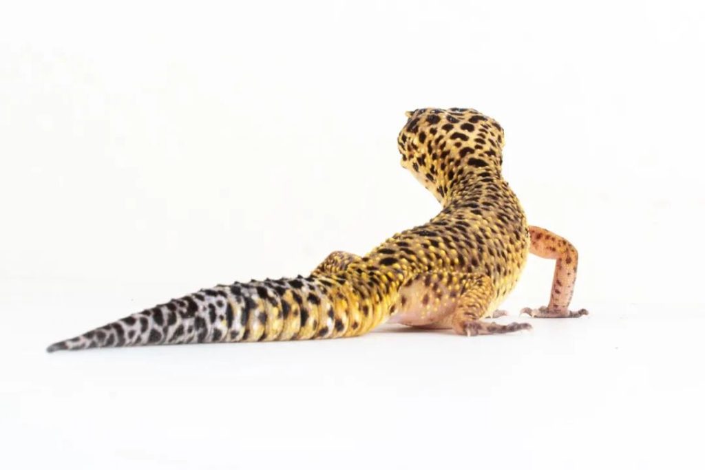 豹纹守宫幼体为什么会变色？（豹纹守宫幼体的变色之谜）