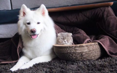 过年寄养宠物需要注意什么？