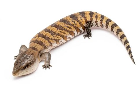 伊利安查亚蓝舌石龙子品种介绍