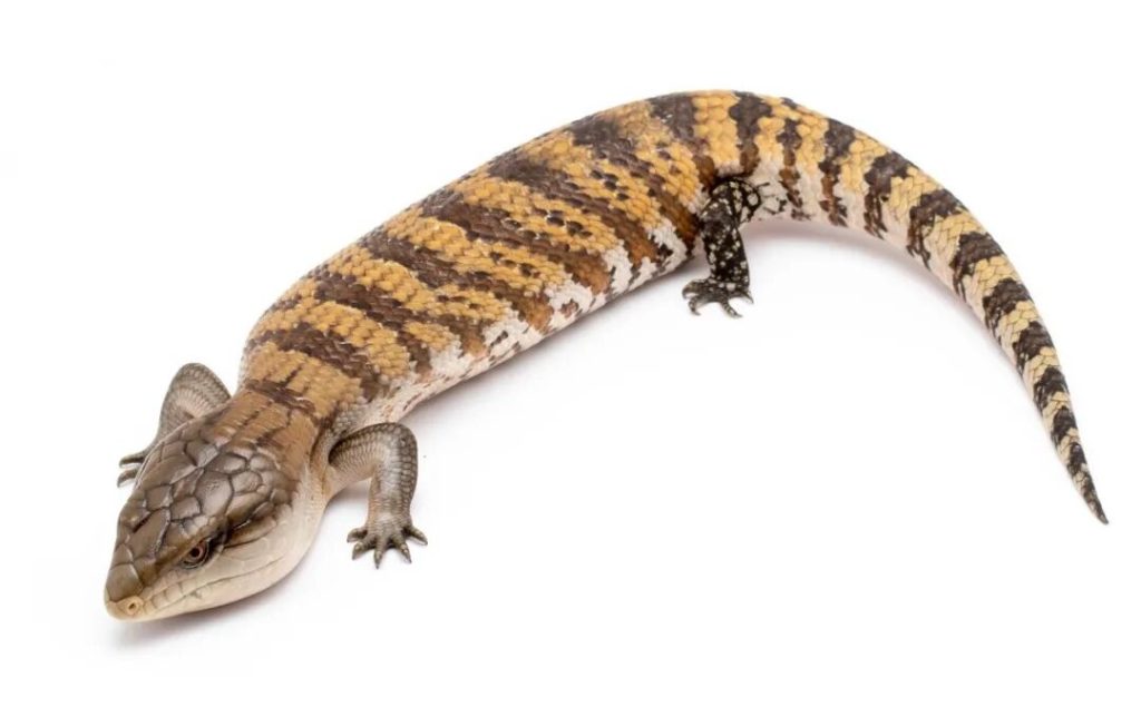 伊利安查亚蓝舌石龙子品种介绍