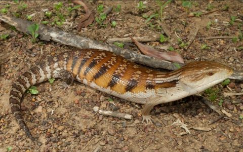 北部蓝舌石龙子的品种介绍及地理分布