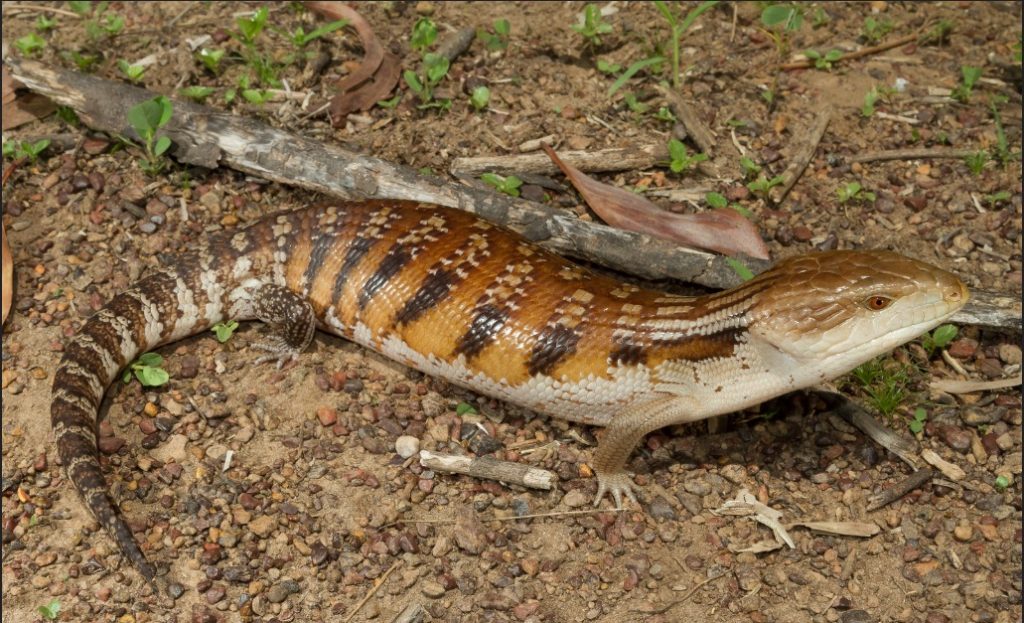北部蓝舌石龙子的品种介绍及地理分布