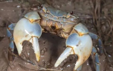 宠物品种介绍：相手蟹和相守蟹