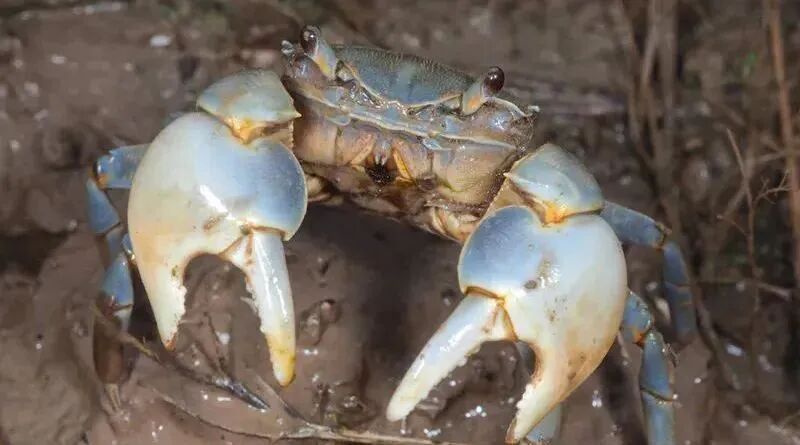 宠物品种介绍：相手蟹和相守蟹