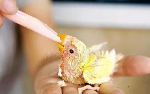 鹦鹉挑食怎么办？（如何解决鹦鹉挑食的毛病？）