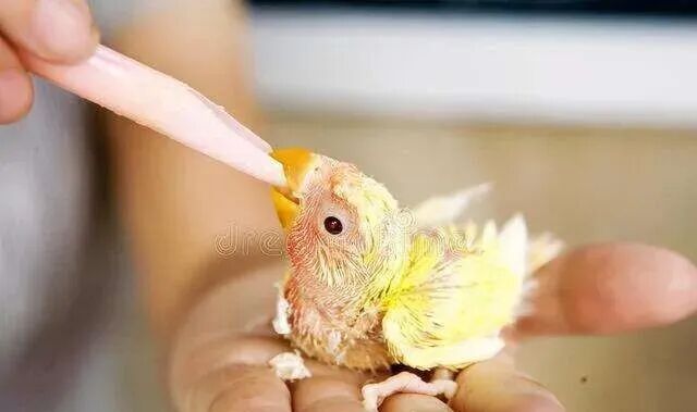 如何手养鹦鹉?(手养鹦鹉攻略)