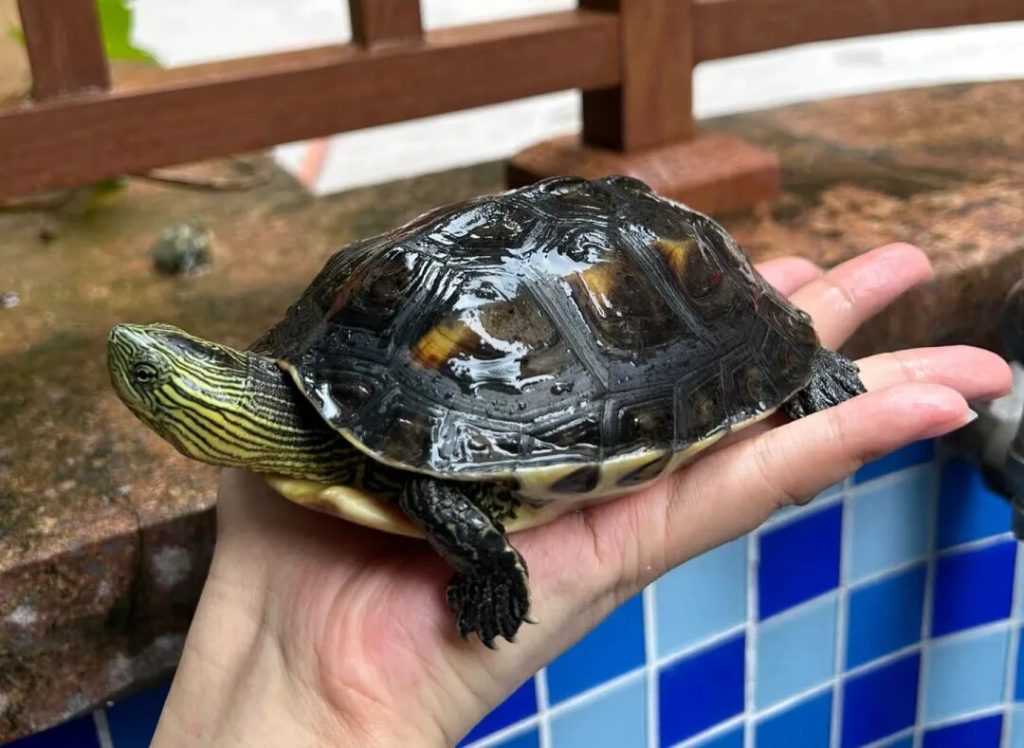 中国本土乌龟品种有哪些？（15种土生土长的中国本土乌龟）