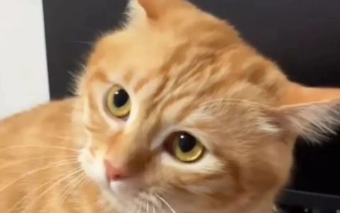 猫咪半夜闹腾怎么办？（如何调整猫咪的生物钟？）