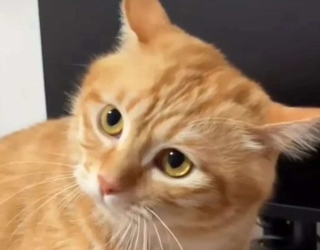 猫咪半夜闹腾怎么办？（如何调整猫咪的生物钟？）