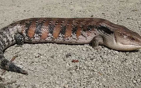 蓝舌石龙子的舌头为什么是蓝色的？