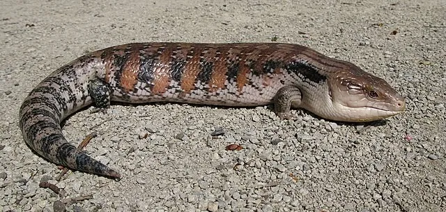 蓝舌石龙子的舌头为什么是蓝色的？