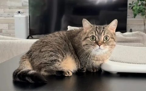 小猫咪为什么喜欢跑酷？（小猫咪跑酷的意义？）