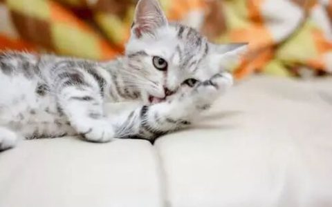 猫咪患毛球症的5个现象和5个预防方法