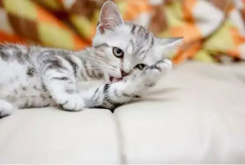 猫咪患毛球症的5个现象和5个预防方法