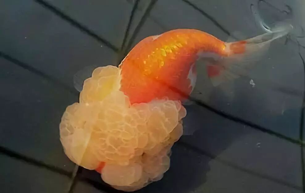 最适合俯视观赏的9个金鱼品种，你养过哪些？