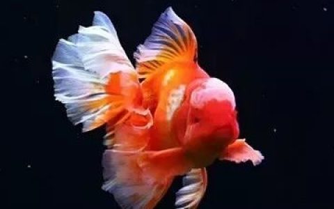 家庭饲养金鱼攻略之七：泰狮金鱼饲养手法及要点