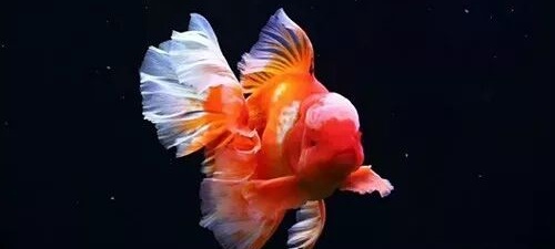 家庭饲养金鱼攻略之七：泰狮金鱼饲养手法及要点