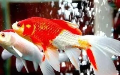 养的鱼沉在鱼缸底不爱动怎么办？