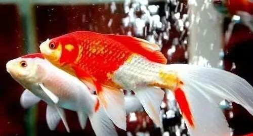 养的鱼沉在鱼缸底不爱动怎么办？