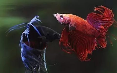 养鱼的时候，如何去自来水中游离氯？（自来水中游离氯的去除方法）