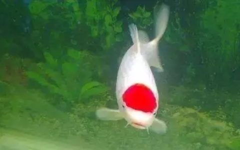 养鱼的数量有什么讲究？养几条鱼最合适？