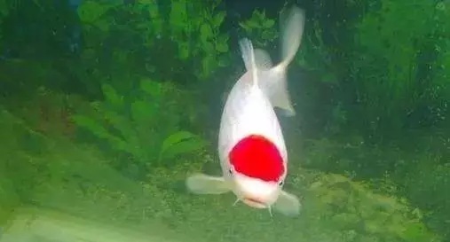 养鱼的数量有什么讲究？养几条鱼最合适？