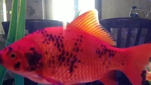 金鱼身上长黑斑是怎么回事？金鱼为什么会变黑？