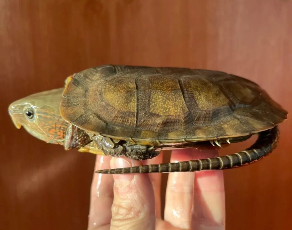 十大最不像乌龟的龟，你见过哪几种？