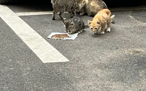 如何科学救助流浪猫？（科学救助流浪猫指南）