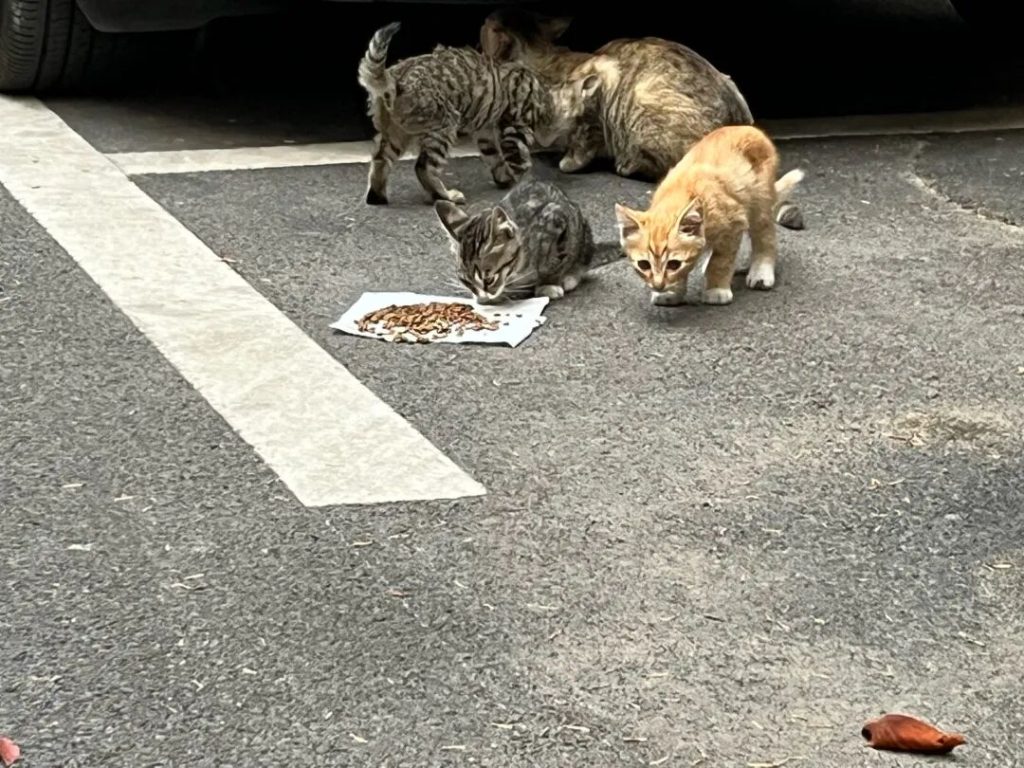 如何科学救助流浪猫？（科学救助流浪猫指南）