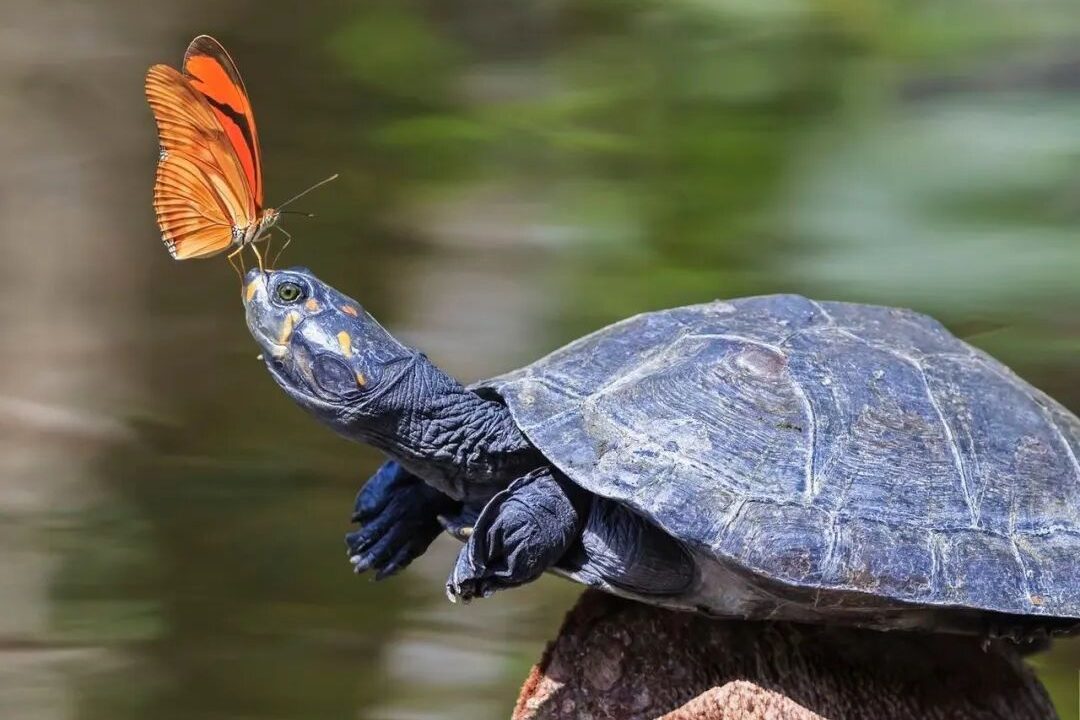 秋天养乌龟，一定要注意的七条规则（秋天养乌龟攻略）