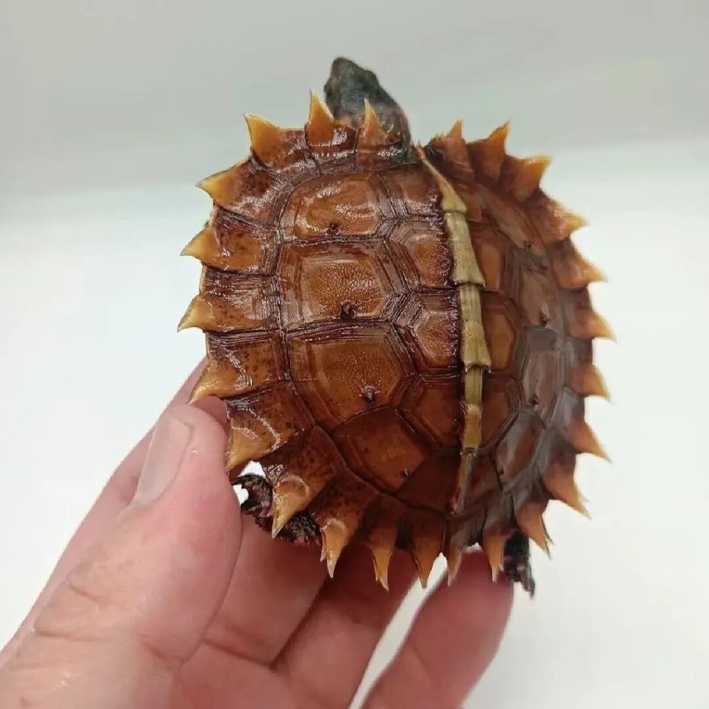 十大最不像乌龟的龟，你见过哪几种？