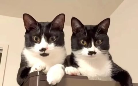 高智商的猫咪有什么特征？（高智商猫咪的7个特征）