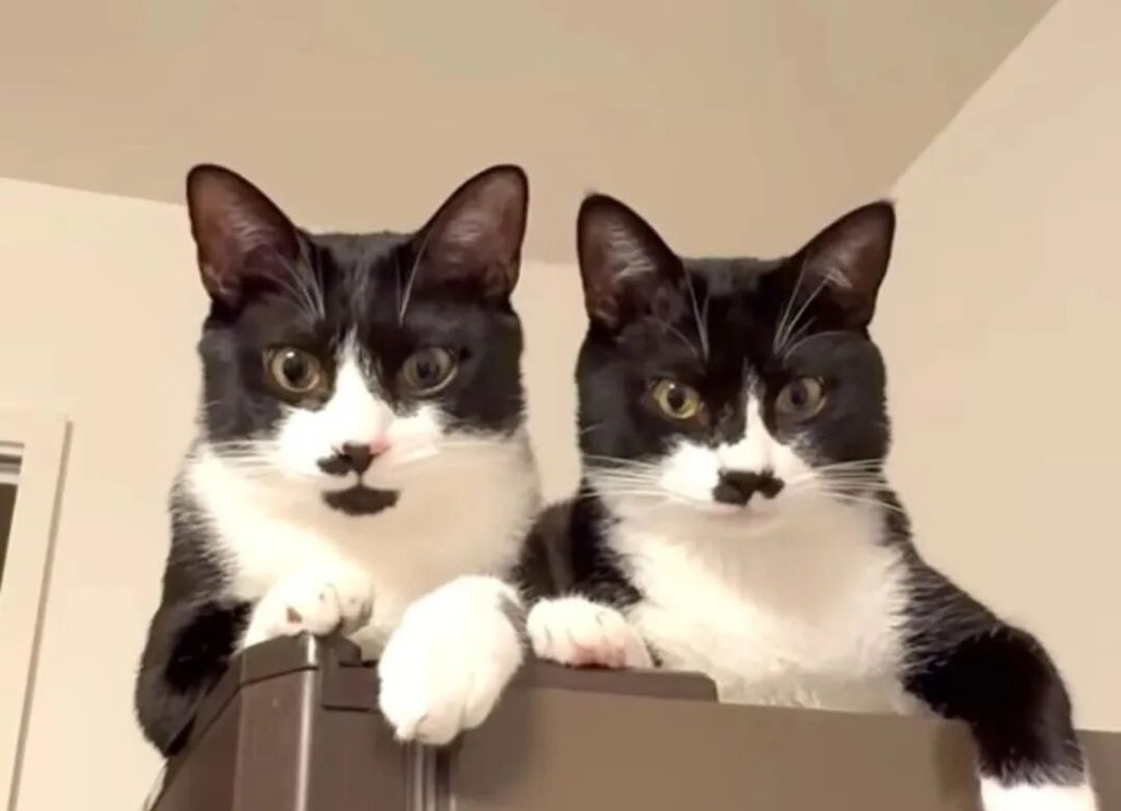 为什么猫咪喜欢陪主人上厕所？（猫咪的厕所情结）