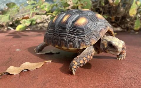 家庭可饲养的5大陆地乌龟，你见过几种？