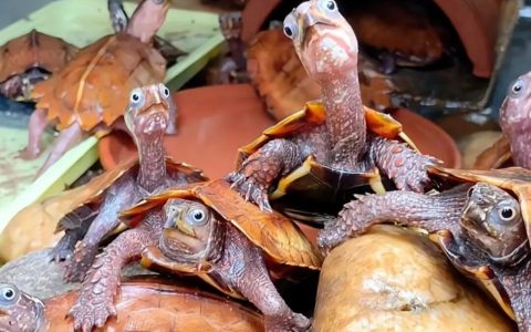 如何饲养枫叶龟？（枫叶龟饲养避坑指南）