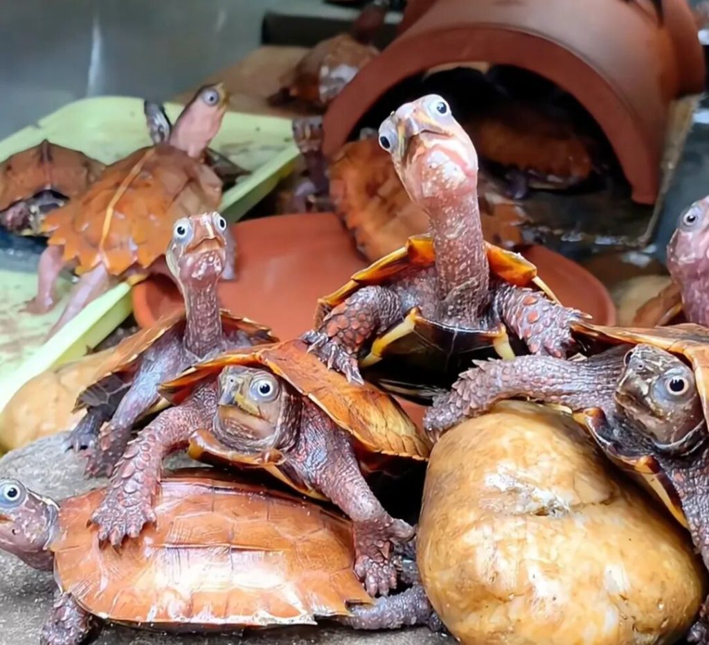 如何饲养枫叶龟？（枫叶龟饲养避坑指南）