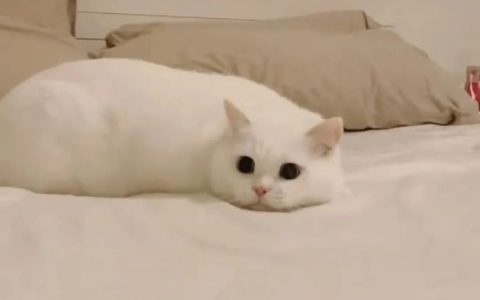 猫咪为什么早上很粘人？（如何应对早上粘人的猫咪？）