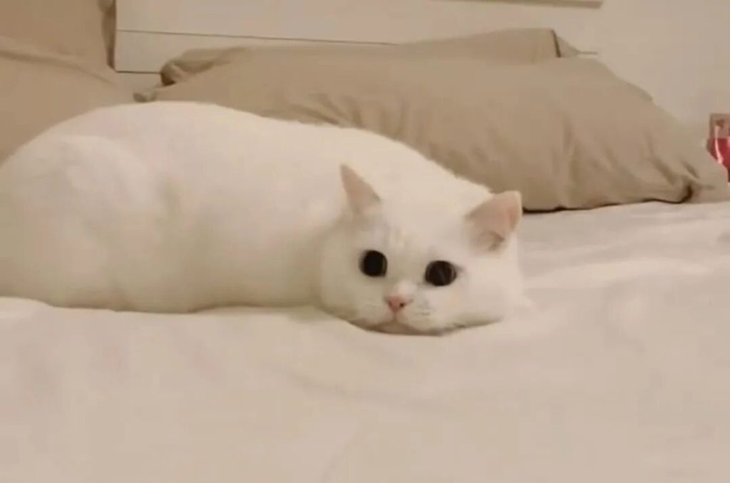 猫咪为什么早上很粘人？（如何应对早上粘人的猫咪？）