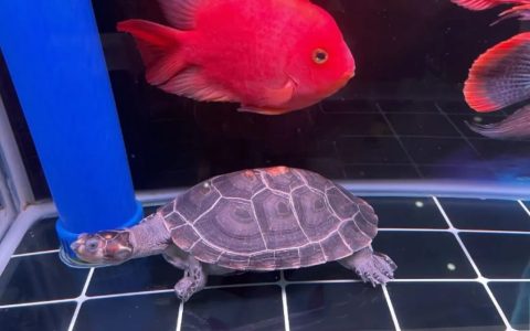 哪些品种的乌龟最聪明？（智商排名前10的乌龟品种）