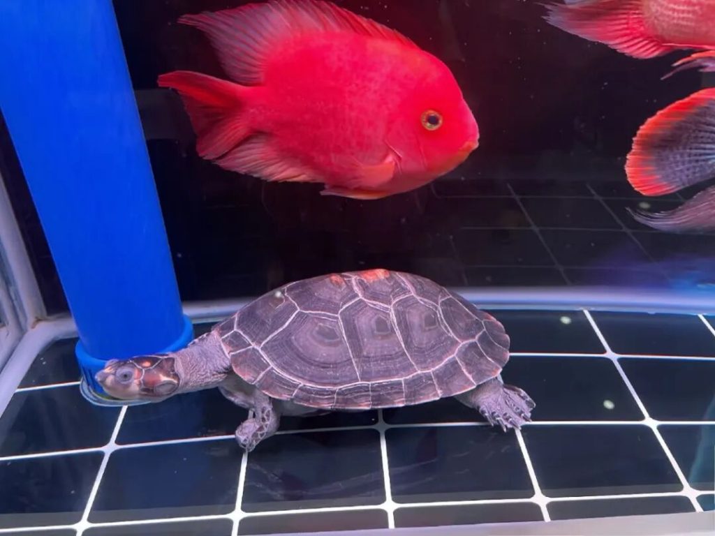 哪些品种的乌龟最聪明？（智商排名前10的乌龟品种）